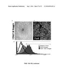 SUBSTANTIALLY PURE HUMAN RETINAL PROGENITOR, FOREBRAIN PROGENITOR, AND     RETINAL PIGMENT EPITHELIUM CELL CULTURES AND METHODS OF MAKING THE SAME diagram and image