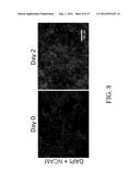 METHOD FOR SCALABLE SKELETAL MUSCLE LINEAGE SPECIFICATION AND CULTIVATION diagram and image