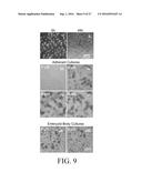 METHOD FOR SCALABLE SKELETAL MUSCLE LINEAGE SPECIFICATION AND CULTIVATION diagram and image