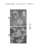 METHOD FOR SCALABLE SKELETAL MUSCLE LINEAGE SPECIFICATION AND CULTIVATION diagram and image