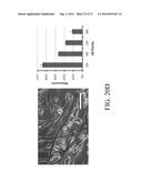 METHOD FOR SCALABLE SKELETAL MUSCLE LINEAGE SPECIFICATION AND CULTIVATION diagram and image