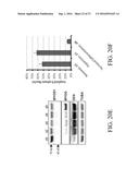 METHOD FOR SCALABLE SKELETAL MUSCLE LINEAGE SPECIFICATION AND CULTIVATION diagram and image