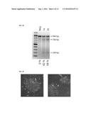 METHODS AND PRODUCTS FOR EXPRESSING PROTEINS IN CELLS diagram and image