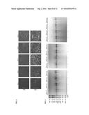 METHODS AND PRODUCTS FOR EXPRESSING PROTEINS IN CELLS diagram and image