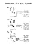 MODULATION OF EXON RECOGNITION IN PRE-MRNA BY INTERFERING WITH THE     SECONDARY RNA STRUCTURE diagram and image