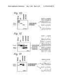 MODULATION OF EXON RECOGNITION IN PRE-MRNA BY INTERFERING WITH THE     SECONDARY RNA STRUCTURE diagram and image