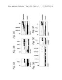 MODULATION OF EXON RECOGNITION IN PRE-MRNA BY INTERFERING WITH THE     SECONDARY RNA STRUCTURE diagram and image