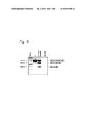 MODULATION OF EXON RECOGNITION IN PRE-MRNA BY INTERFERING WITH THE     SECONDARY RNA STRUCTURE diagram and image