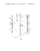 COMPOSITIONS AND USES OF METAPHASE I SPECIFIC GENE SILENCING FOR EFFICIENT     TRANSFER AND GENE MANIPULATION diagram and image