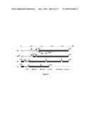 COMPOSITIONS AND USES OF METAPHASE I SPECIFIC GENE SILENCING FOR EFFICIENT     TRANSFER AND GENE MANIPULATION diagram and image