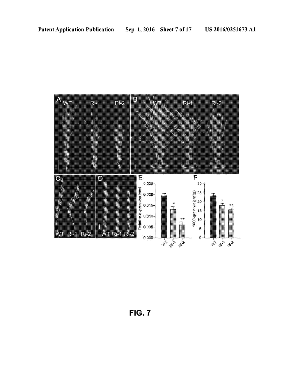 BG1 COMPOSITIONS AND METHODS TO INCREASE AGRONOMIC PERFORMANCE OF PLANTS - diagram, schematic, and image 08