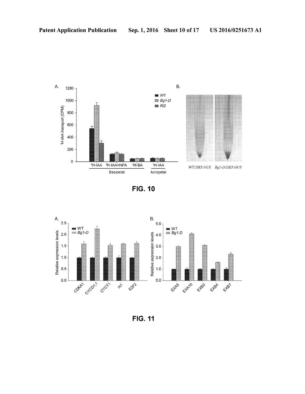 BG1 COMPOSITIONS AND METHODS TO INCREASE AGRONOMIC PERFORMANCE OF PLANTS - diagram, schematic, and image 11