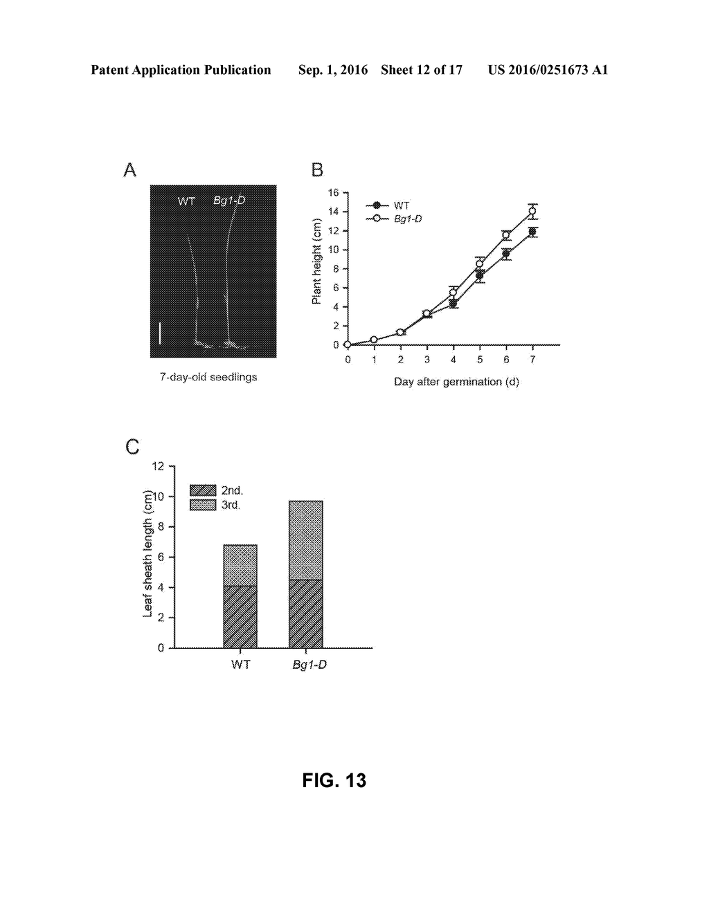 BG1 COMPOSITIONS AND METHODS TO INCREASE AGRONOMIC PERFORMANCE OF PLANTS - diagram, schematic, and image 13