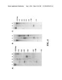 ICE RECRYSTALLISATION INHIBITION PROTEIN OR ANTIFREEZE PROTEINS FROM     DESCHAMPSIA, AND FESTUCA SPECIES OF GRASS diagram and image