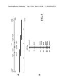 ICE RECRYSTALLISATION INHIBITION PROTEIN OR ANTIFREEZE PROTEINS FROM     DESCHAMPSIA, AND FESTUCA SPECIES OF GRASS diagram and image