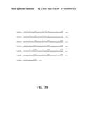 ICE RECRYSTALLISATION INHIBITION PROTEIN OR ANTIFREEZE PROTEINS FROM     DESCHAMPSIA, AND FESTUCA SPECIES OF GRASS diagram and image