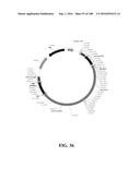 ICE RECRYSTALLISATION INHIBITION PROTEIN OR ANTIFREEZE PROTEINS FROM     DESCHAMPSIA, AND FESTUCA SPECIES OF GRASS diagram and image