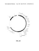 ICE RECRYSTALLISATION INHIBITION PROTEIN OR ANTIFREEZE PROTEINS FROM     DESCHAMPSIA, AND FESTUCA SPECIES OF GRASS diagram and image