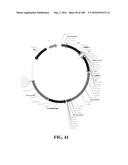 ICE RECRYSTALLISATION INHIBITION PROTEIN OR ANTIFREEZE PROTEINS FROM     DESCHAMPSIA, AND FESTUCA SPECIES OF GRASS diagram and image