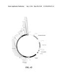 ICE RECRYSTALLISATION INHIBITION PROTEIN OR ANTIFREEZE PROTEINS FROM     DESCHAMPSIA, AND FESTUCA SPECIES OF GRASS diagram and image