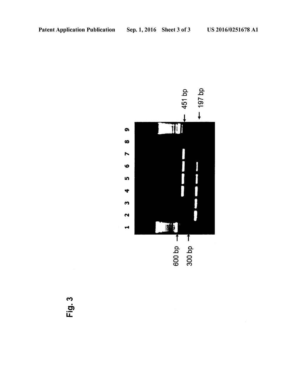 INSECT RESISTANT COTTON PLANTS AND METHODS FOR IDENTIFYING SAME - diagram, schematic, and image 04