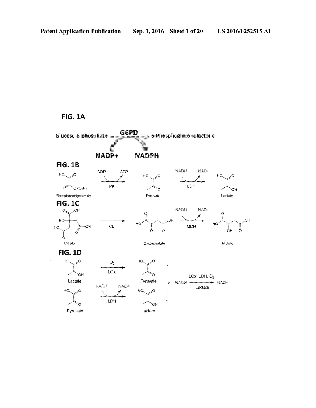 PERSONAL GLUCOSE METERS FOR DETECTION AND QUANTIFICATION OF ENZYMES AND     METABOLITES BASED ON COENZYME DETECTION - diagram, schematic, and image 02