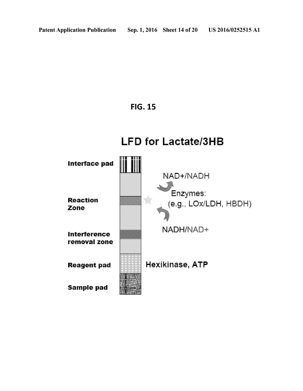 PERSONAL GLUCOSE METERS FOR DETECTION AND QUANTIFICATION OF ENZYMES AND     METABOLITES BASED ON COENZYME DETECTION - diagram, schematic, and image 15