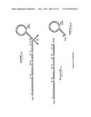 ASSESSING RENAL STRUCTURAL ALTERATIONS AND OUTCOMES diagram and image