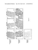 ASSESSING RENAL STRUCTURAL ALTERATIONS AND OUTCOMES diagram and image