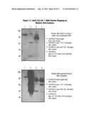 ANTIBODY DRUG CONJUGATES (ADC) THAT BIND TO 191P4D12 PROTEINS diagram and image