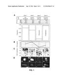 Genotypic and Phenotypic Analysis of Circulating Tumor Cells to Monitor     Tumor Evolution in Prostate Cancer Patients diagram and image