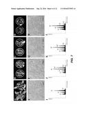 PROTECTION OF PLANTS AGAINST OXIDATIVE STRESS diagram and image