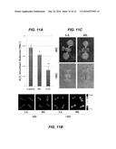 PROTECTION OF PLANTS AGAINST OXIDATIVE STRESS diagram and image