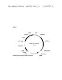 FUNGAL RESISTANT PLANTS EXPRESSING CASAR diagram and image