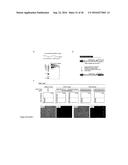 TRANSDUCTION BUFFER diagram and image