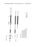 USE OF MEGANUCELASES FOR INDUCING HOMOLOGOUS RECOMBINATION EX VIVO AND IN     TOTO IN VERTEBRATE SOMATIC TISSUES AND APPLICATION THEREOF diagram and image