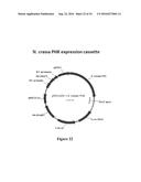 AN ELECTRON CONSUMING ETHANOL PRODUCTION PATHWAY TO DISPLACE GLYCEROL     FORMATION IN S. CEREVISIAE diagram and image