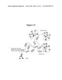 IN SITU HYBRIDIZATION DETECTION METHOD diagram and image