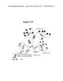 IN SITU HYBRIDIZATION DETECTION METHOD diagram and image