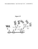 IN SITU HYBRIDIZATION DETECTION METHOD diagram and image