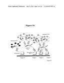 IN SITU HYBRIDIZATION DETECTION METHOD diagram and image