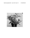 Viburnum plant named  SMNVCDD  diagram and image