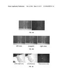 System and Method for Multi-Modal in Vivo Imaging diagram and image