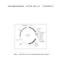 CLONING, EXPRESSION & PURIFICATION METHOD FOR THE PREPARATION OF     RANIBIZUMAB diagram and image