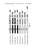 COMPOSITIONS AND METHODS RELATED TO A TYPE-II CRISPR-CAS SYSTEM IN     LACTOBACILLUS BUCHNERI diagram and image