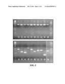 COMPOSITIONS AND METHODS RELATED TO A TYPE-II CRISPR-CAS SYSTEM IN     LACTOBACILLUS BUCHNERI diagram and image