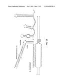 COMPOSITIONS AND METHODS RELATED TO A TYPE-II CRISPR-CAS SYSTEM IN     LACTOBACILLUS BUCHNERI diagram and image