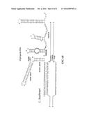 COMPOSITIONS AND METHODS RELATED TO A TYPE-II CRISPR-CAS SYSTEM IN     LACTOBACILLUS BUCHNERI diagram and image