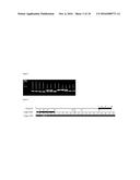 DETECTION AND MONITORING OF RESISTANCE TO AN IMIDAZOTHIAZOLE     ANTI-HELMINTHIC IN NEMATODES diagram and image