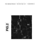 R-FE-B SINTERED MAGNET AND MAKING METHOD diagram and image